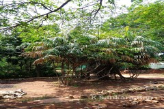 Calamus thwaitesii var. canaranus